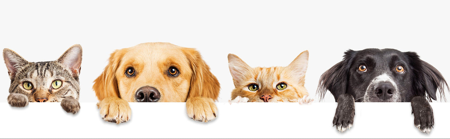 Home Page Banner Image